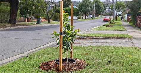 Street Trees Whitehorse City Council Street Trees Whitehorse City Council