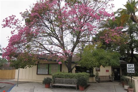 Tabebuia Impetiginosa Tabebuia Ipe Pink Trumpet Tree Neighborhood Tabebuia Impetiginosa Tabebuia Ipe Pink Trumpet Tree Neighborhood