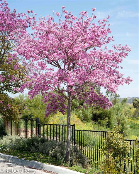 Tabebuia Impetiginosa Tabebuia Impetiginosa