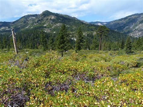 Temperate Woodland Shrubland Ecosystems