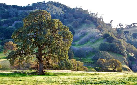 Trees Wilderness Oak Tree 5 Northern California Poem And Art Studio Trees Wilderness Oak Tree 5 Northern California Poem And Art Studio