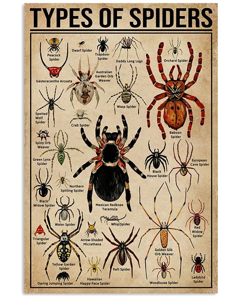 Types Of Spiders Spider Facts And Information Vrogue Co Types Of Spiders Spider Facts And Information Vrogue Co