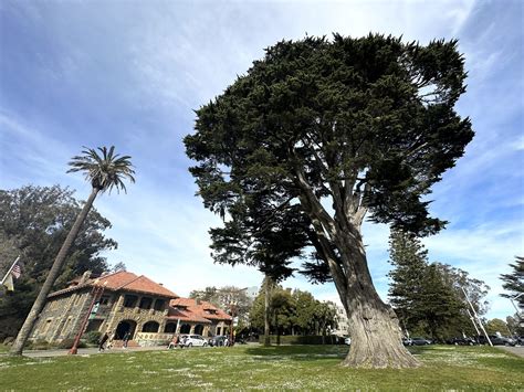 Uncle Johns Tree Guide