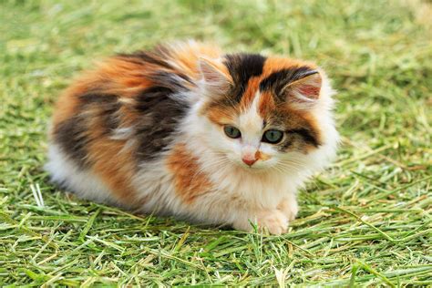 Understanding The Calico Cat Breed Info And Facts About It Herekitt Com Understanding The Calico Cat Breed Info And Facts About It Herekitt Com