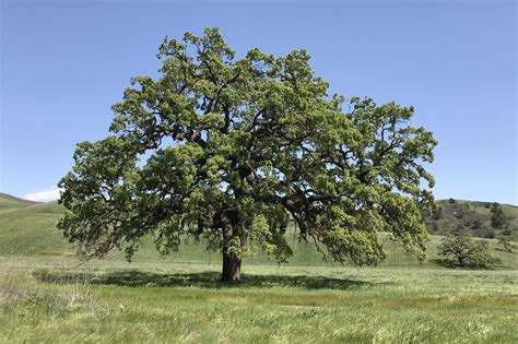California Valley Oak Tree Facts