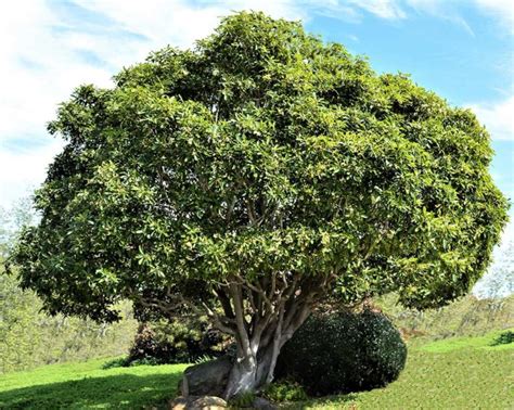 Victorian Box Tree Care
