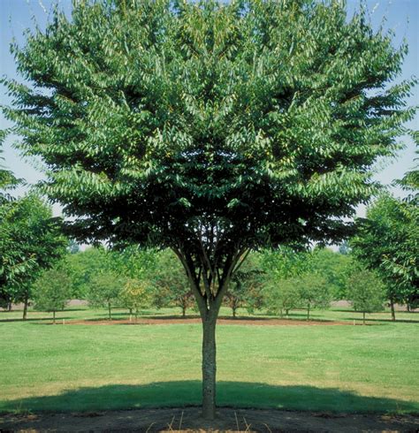 Village Green Zelkova Tree