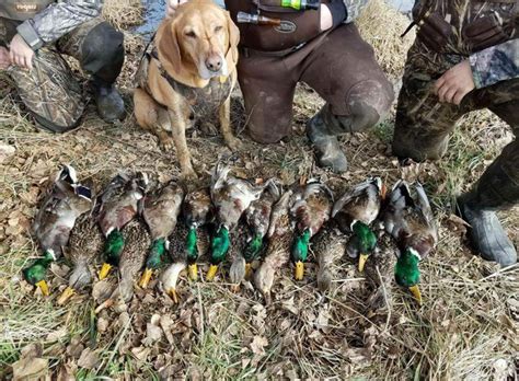 Whats Your Best Day This Is Mine A 4 Man Limit In Virginia R Waterfowl Whats Your Best Day This Is Mine A 4 Man Limit In Virginia R Waterfowl